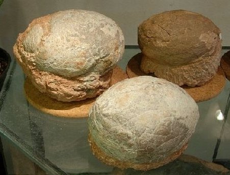 Trei ouă de dinozaur pitic, furate din România în 2005, vor fi expuse la Muzeul Antipa