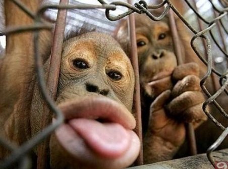Cele mai amuzante atacuri ale maimuţelor