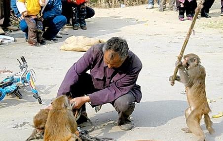 Cele mai amuzante atacuri ale maimuţelor 116418
