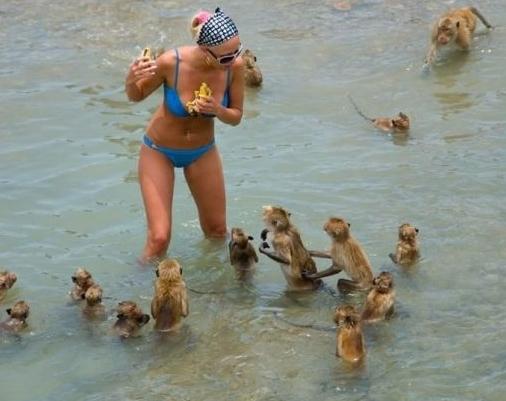 Cele mai amuzante atacuri ale maimuţelor 116419