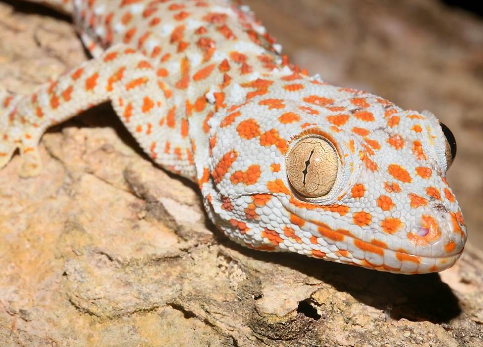 Şopârlele Tokay Gecko, în pericol de dispariţie din cauza unor zvonuri apărute pe Internet