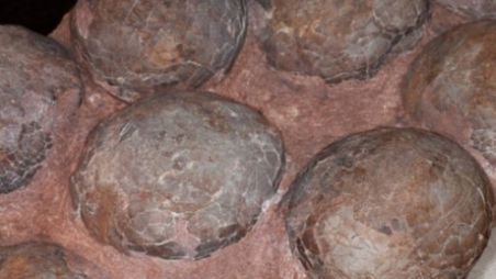 Trei români, cercetaţi pentru furtul celor trei ouă de dinozauri pitici. Piesele de patrimoniu, unice în lume, descoperite în Hunedoara