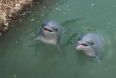 Delfinii jucăuşi din Dâmboviţa, succes instant pe internet. Au strâns o sută de mii de vizualizări într-o zi