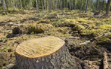 Reportaj În Premieră: Pădurile României, secerate fără milă 