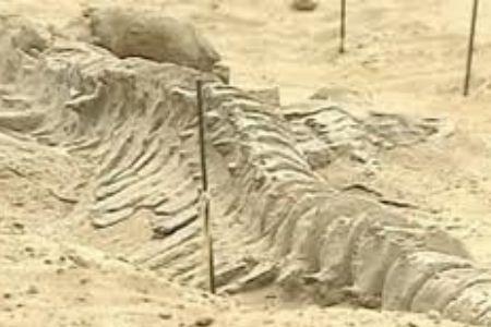 75 de balene în cel mai arid deşert din lume! Care este explicaţia acestei descoperiri fenomenale 117345