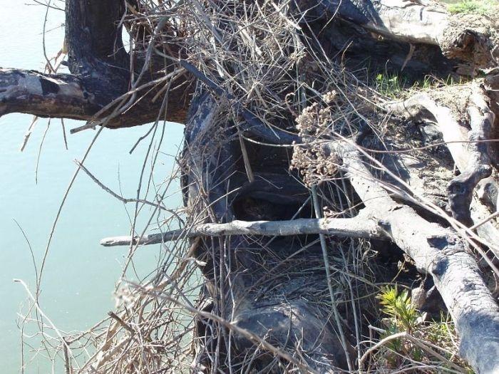 Îţi va lua o zi întreagă să găseşti pisicile ascunse. Numai cei atenţi le pot vedea 117266