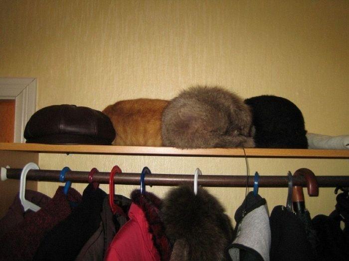 Îţi va lua o zi întreagă să găseşti pisicile ascunse. Numai cei atenţi le pot vedea 117271