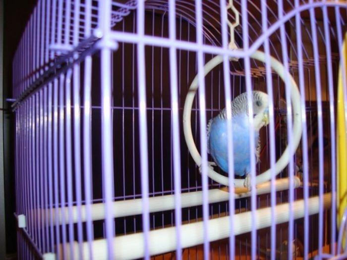 Îţi va lua o zi întreagă să găseşti pisicile ascunse. Numai cei atenţi le pot vedea 117272