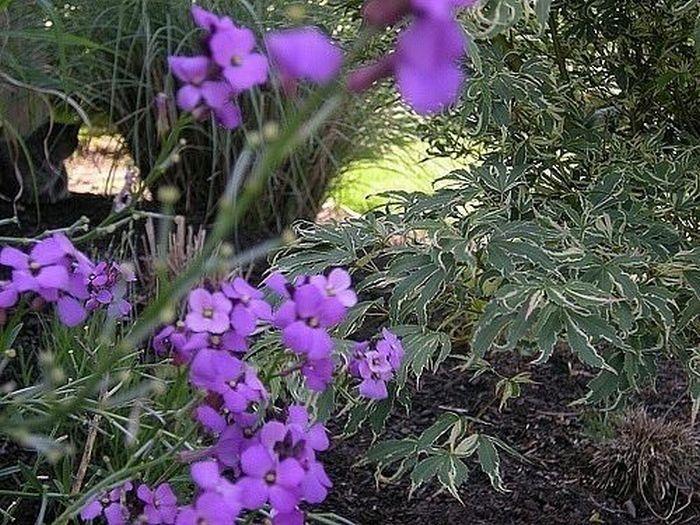 Îţi va lua o zi întreagă să găseşti pisicile ascunse. Numai cei atenţi le pot vedea 117273