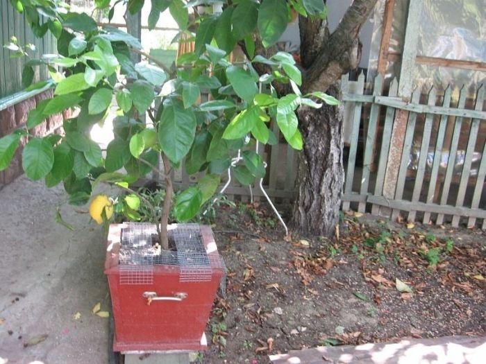 Îţi va lua o zi întreagă să găseşti pisicile ascunse. Numai cei atenţi le pot vedea 117274