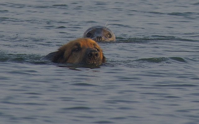 Prietenie inedită: O focă provoacă la joacă doi câini