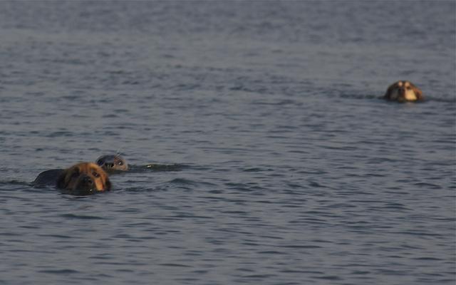 Prietenie inedită: O focă provoacă la joacă doi câini 117756