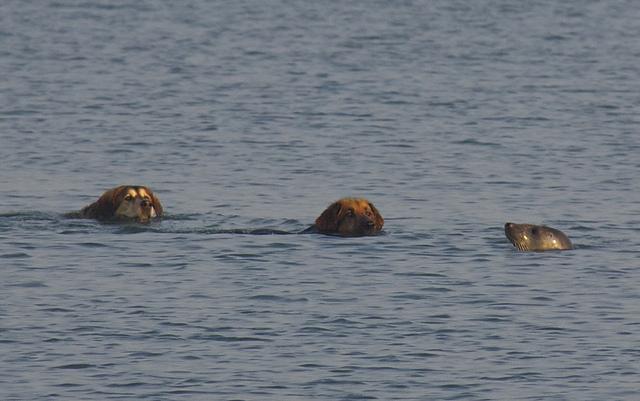 Prietenie inedită: O focă provoacă la joacă doi câini 117758