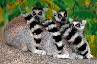 Grădina Zoologică din Sibiu are locatari noi. Trei lemurieni şi un watusi