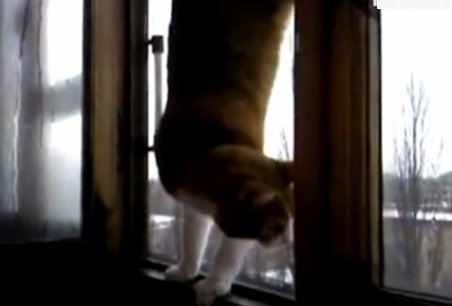 Echilibristică. O pisică merge &quot;în mâini&quot; pe pervazul ferestrei