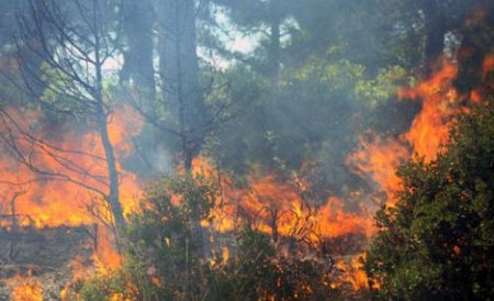 Sute de hectare de vegetaţie ard la Caraş-Severin, de noaptea trecută
