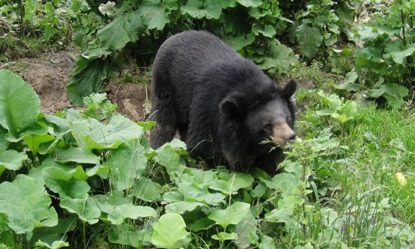 O viaţă dedicată salvării animalelor. O româncă a creat cea mai mare rezervaţie de urşi bruni din Europa