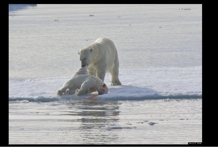 Gestul acestui animal a şocat lumea. Imaginile care i-au speriat pe cercetători 120518