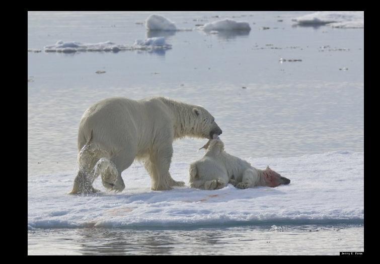 Gestul acestui animal a şocat lumea. Imaginile care i-au speriat pe cercetători 120519