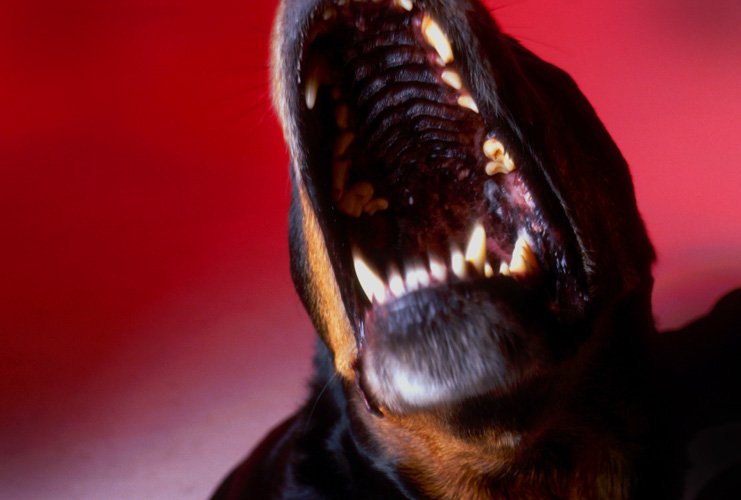 O femeie de 60 de ani, omorâtă de 25 de câini din rasa Rottweiler