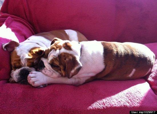 Top 10 cele mai amuzante poze cu animale în 2011 120735