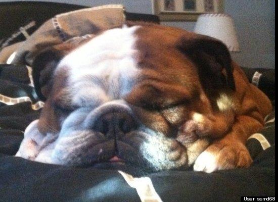 Top 10 cele mai amuzante poze cu animale în 2011 120736