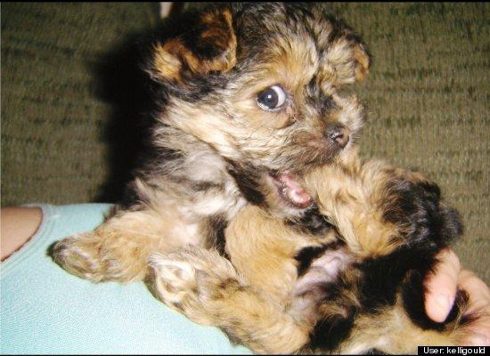 Top 10 cele mai amuzante poze cu animale în 2011 120737