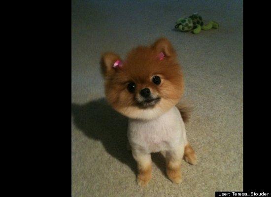 Top 10 cele mai amuzante poze cu animale în 2011 120738