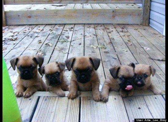 Top 10 cele mai amuzante poze cu animale în 2011 120739