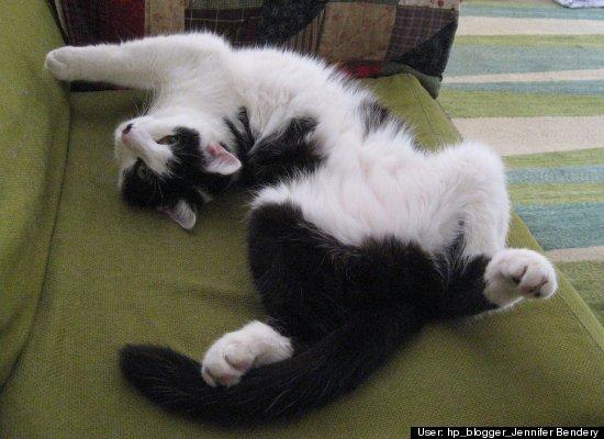 Top 10 cele mai amuzante poze cu animale în 2011 120740