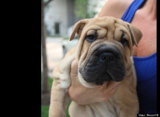 Top 10 cele mai amuzante poze cu animale în 2011 120741