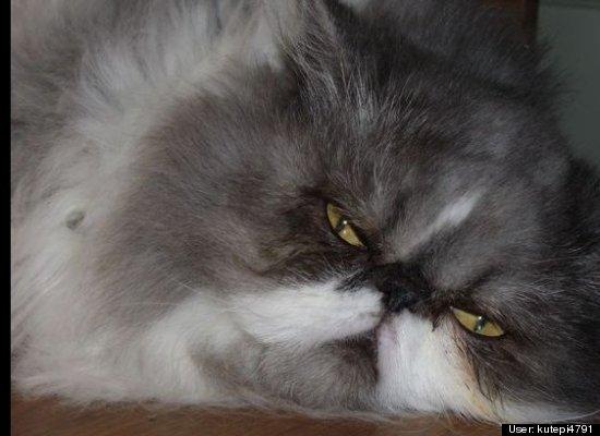 Top 10 cele mai amuzante poze cu animale în 2011 120742