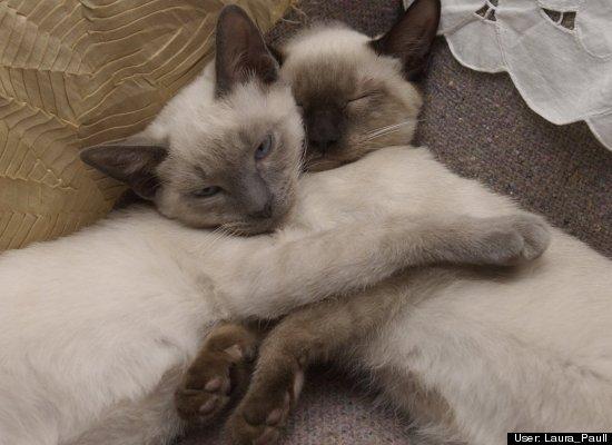 Top 10 cele mai amuzante poze cu animale în 2011 120743