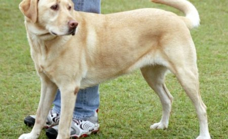 Apărătorii câinilor cer Curţii Constituţionale să blocheze Legea eutanasierii
