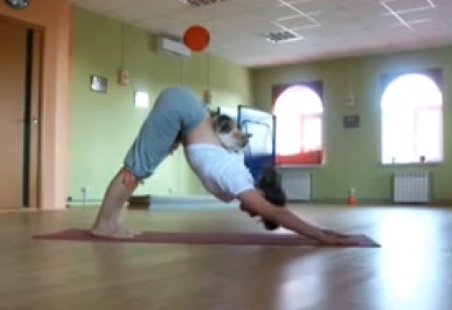 Pisica yoga: Face mişcare pe stăpână şi în acelaşi timp cu ea