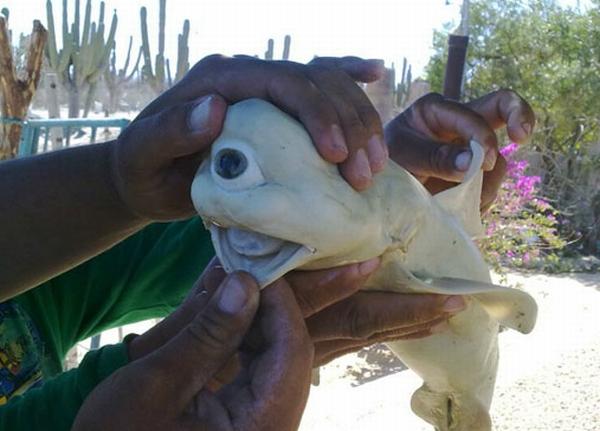 Top 10 cele mai bizare ştiri ale anului 2011: Rechinul ciclop şi câinele fosforescent se numără printre ele 121236