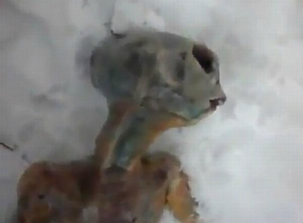 Top 10 cele mai bizare ştiri ale anului 2011: Rechinul ciclop şi câinele fosforescent se numără printre ele 121237