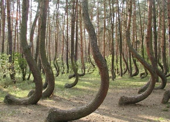 Top 10 cele mai bizare ştiri ale anului 2011: Rechinul ciclop şi câinele fosforescent se numără printre ele 121247