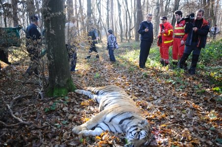 Uciderea tigrului scăpat din Grădina Zoologică, condamnată de şeful ITM Sibiu: O deficienţă crasă