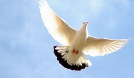 Porumbeii ar putea deveni simbolul războiului! Află motivul