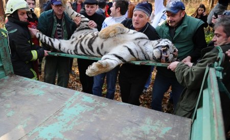Tigrul împuşcat la Sibiu va ajunge material de studiu. Directorul de la zoo ar putea fi demis