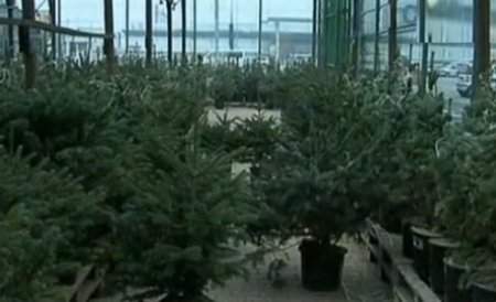 Circa 8.000 de brazi de Crăciun au fost confiscaţi de poliţişti şi silvicultori în luna decembrie