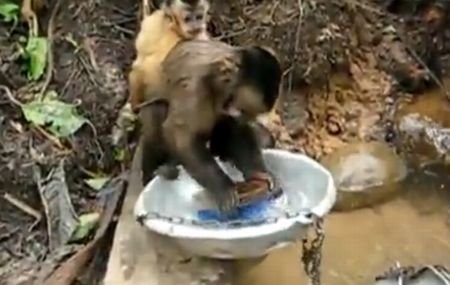 Maimuţa care v-ar putea face viaţa mai uşoară. Spală vasele fără să se plângă!