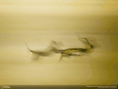 Misterioasa lume pe care nu o cunoşteai. Cele mai bune fotografii ale anului 2011 123034