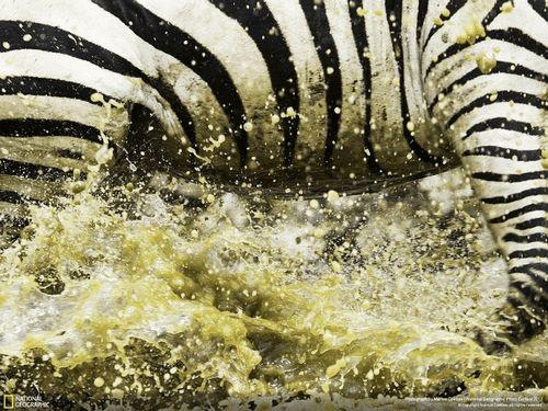 Misterioasa lume pe care nu o cunoşteai. Cele mai bune fotografii ale anului 2011 123035