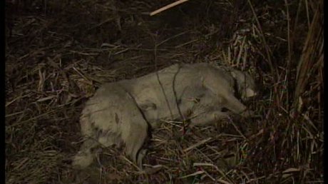 Şocant. Zeci de câini găsiţi morţi pe marginea râului, la periferia oraşului Târgu Jiu