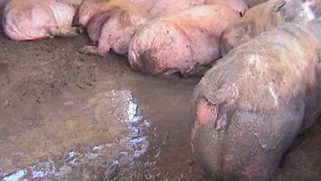 O primărie din Anglia foloseşte excremente de porc împotriva tinerilor gălăgioşi
