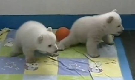 Ai văzut ceva mai drăgălaş? Ursuleţii polari din China te vor cuceri cu pofta lor de joacă