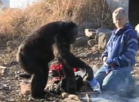Uluitor! Un cimpanzeu de la o grădină zoologică din Iowa ştie să gătească şi să se folosească de foc