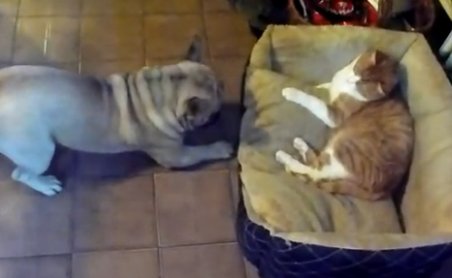 Un buldog francez îşi revendică culcuşul în faţa unei pisici greu de intimidat. Vezi cine iese câştigător!